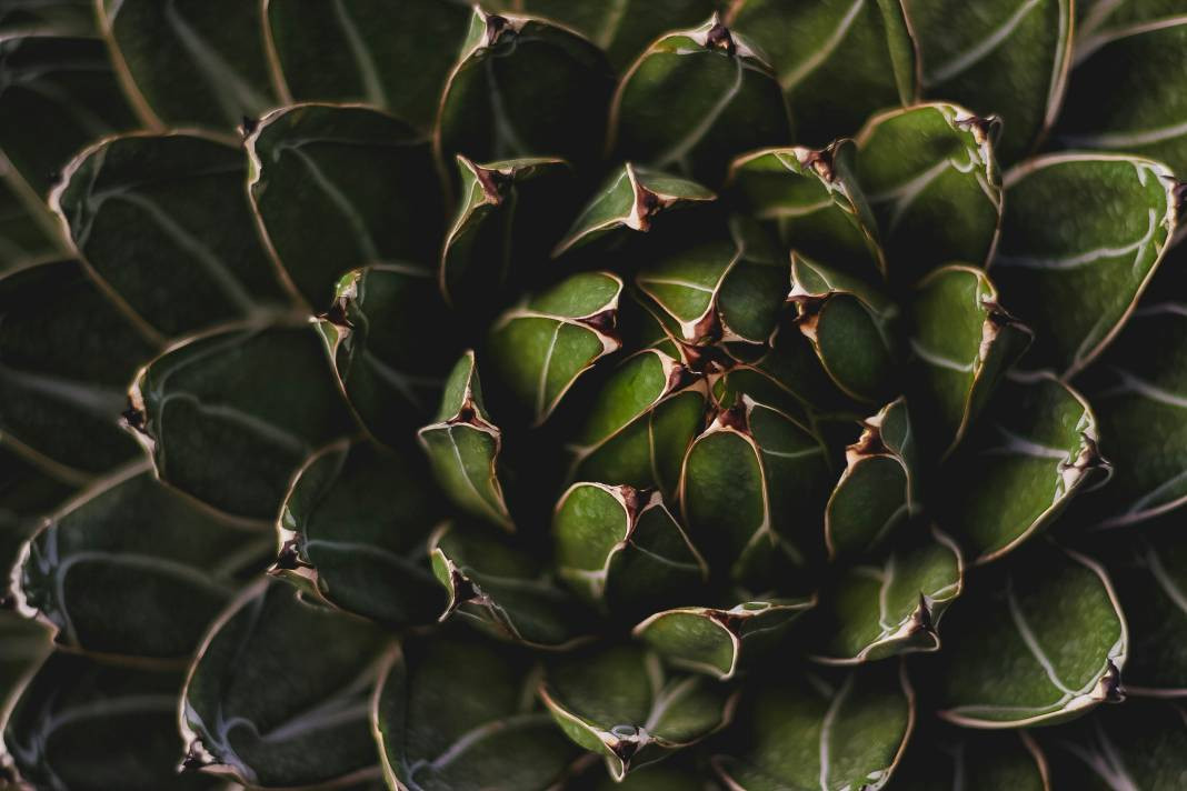 Enginar yemeden önce bilmeniz gereken 25 gerçek - Resim: 25