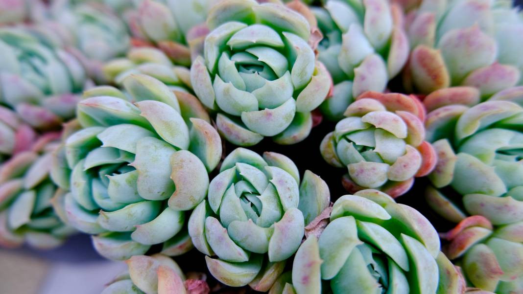 Enginar yemeden önce bilmeniz gereken 25 gerçek - Resim: 27