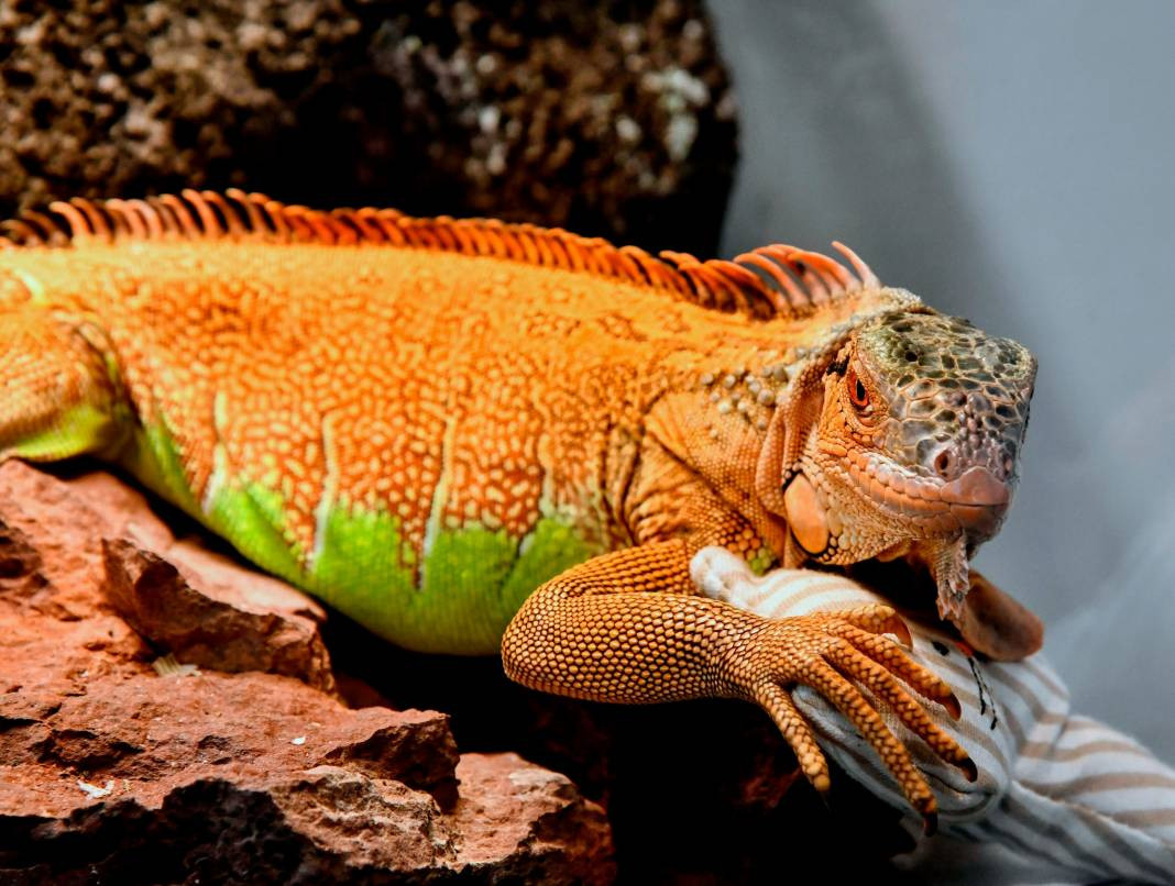 Kertenkeleler hakkında çok şaşıracağınız 25 gerçek - Resim: 5