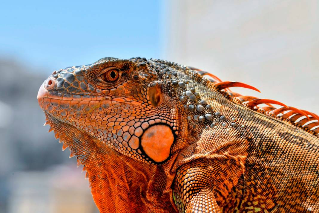 Kertenkeleler hakkında çok şaşıracağınız 25 gerçek - Resim: 6
