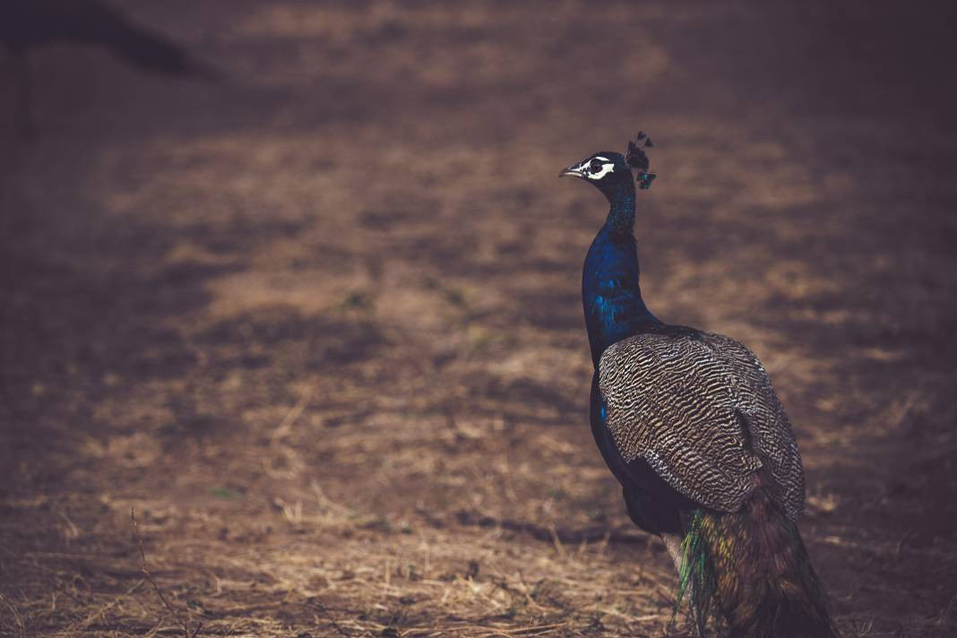 Tavus kuşları hakkında 30 ilginç bilgi - Resim: 4