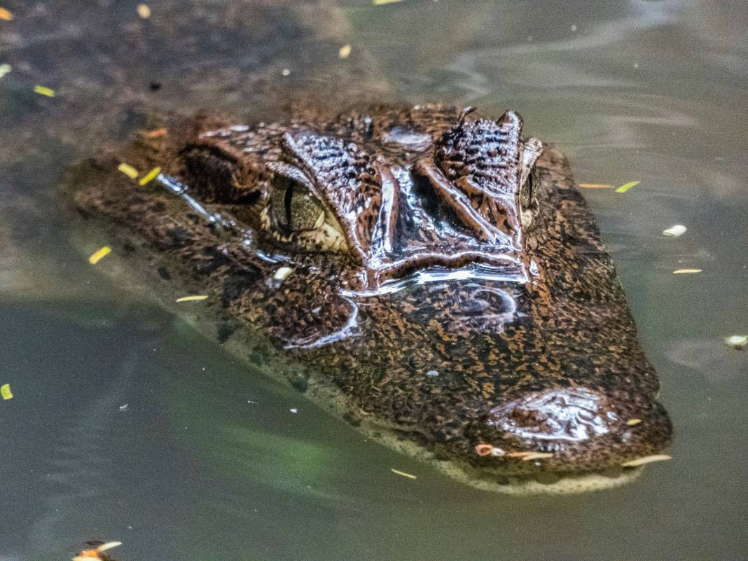 Timsahlar hakkında 25 gerçek - Resim: 16