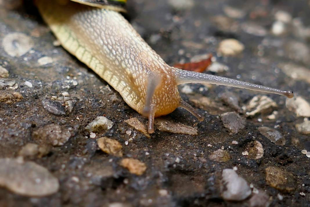 Sümüklü böcekler hakkında 20 ilginç bilgi - Resim: 18