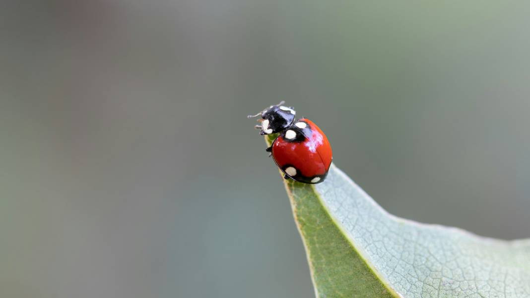 Uğurböcekleri hakkında 25 gerçek - Resim: 20