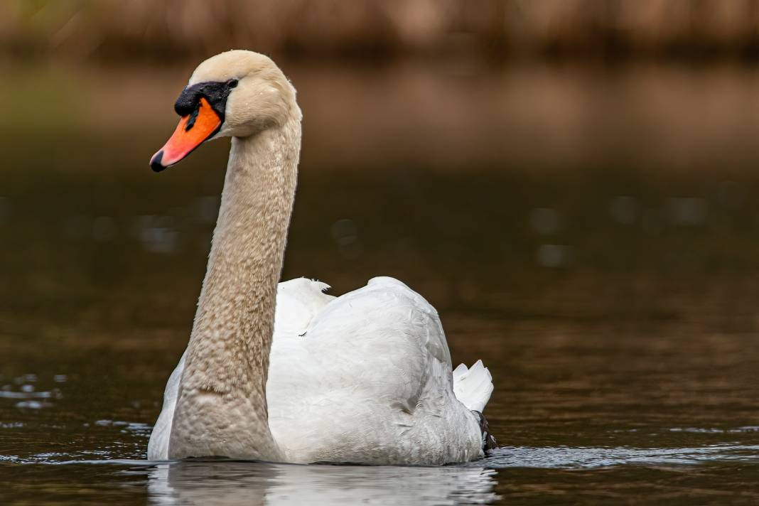 Kuğular hakkında bilmeniz gereken 25 gerçek - Resim: 24