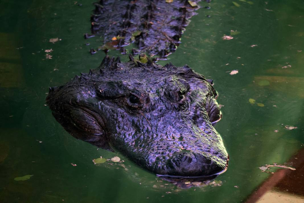 Timsahlar hakkında 25 gerçek - Resim: 19