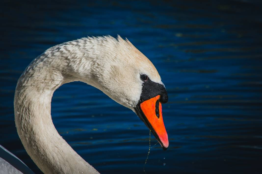 Kuğular hakkında bilmeniz gereken 25 gerçek - Resim: 22