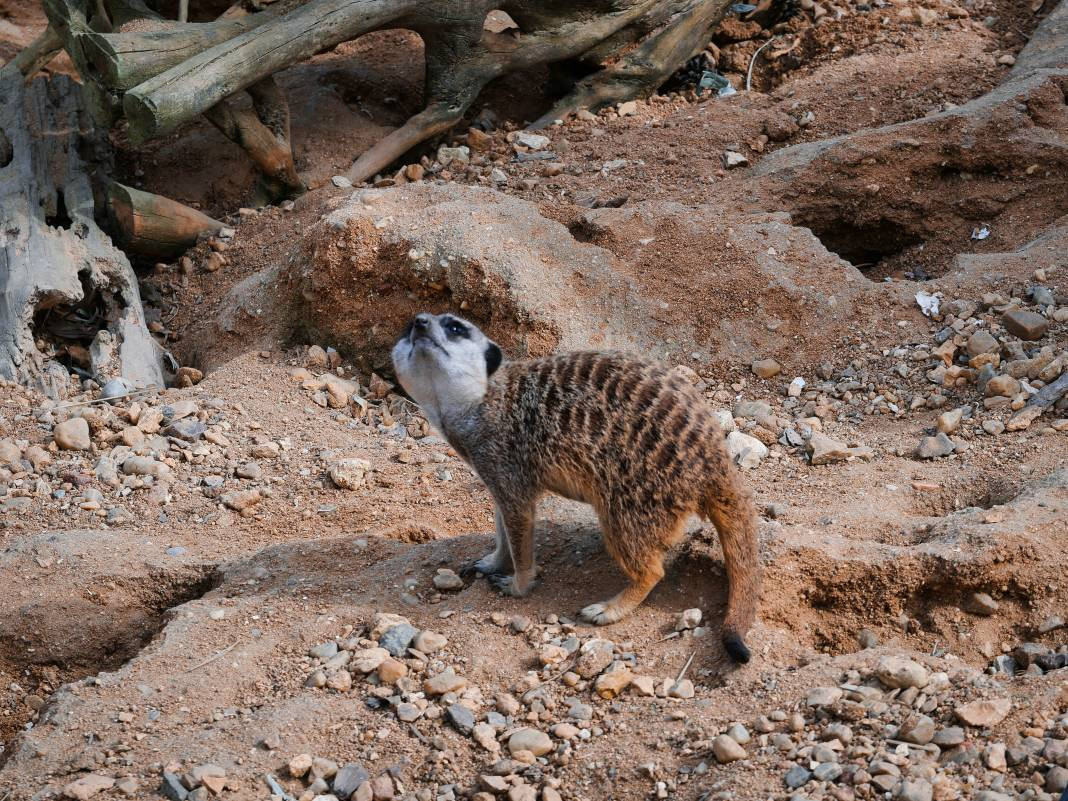 Mirketler hakkında 25 ilginç bilgi - Resim: 19