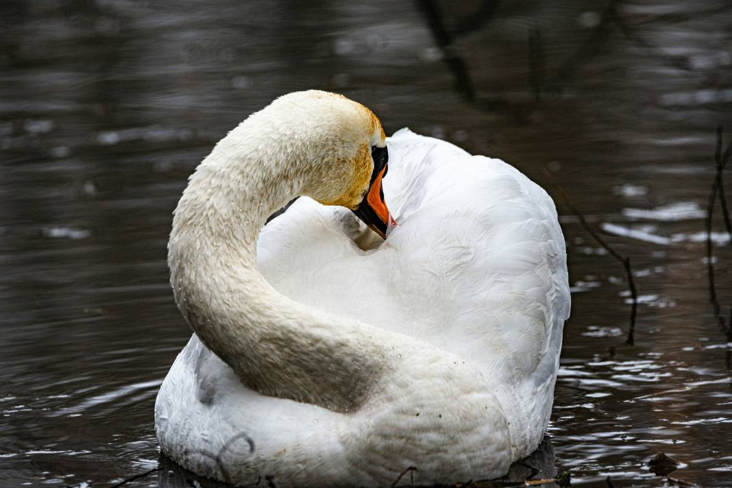 Kuğular hakkında bilmeniz gereken 25 gerçek - Resim: 9