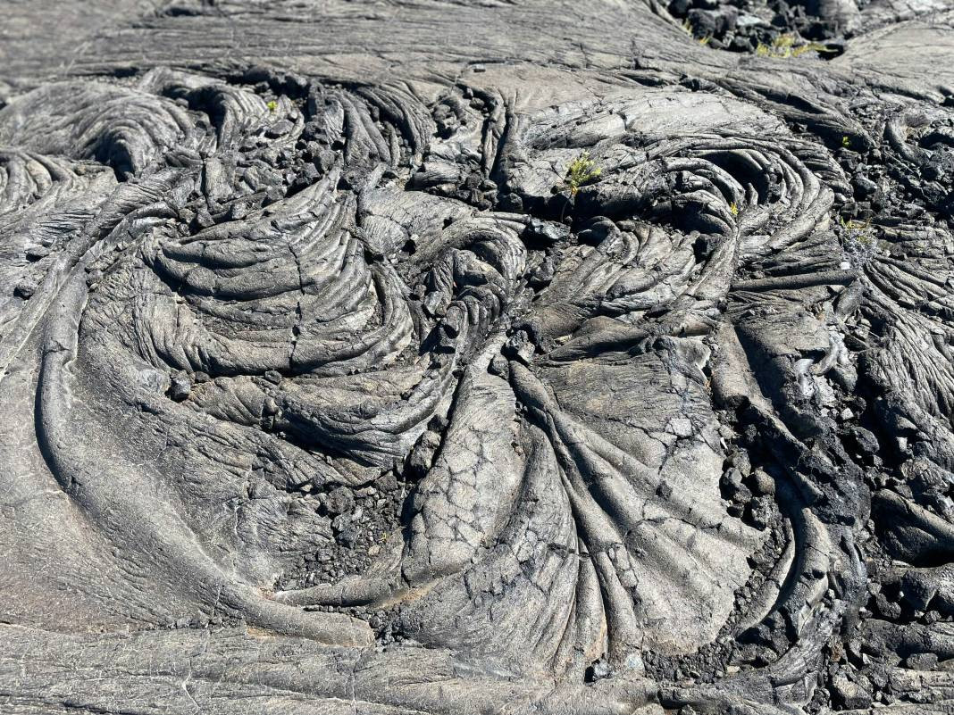 Lavlar hakkında bilmediğiniz gerçekler - Resim: 18