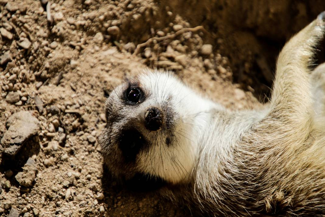 Mirketler hakkında 25 ilginç bilgi - Resim: 18