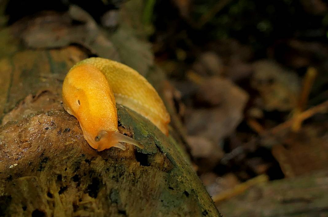 Sümüklü böcekler hakkında 20 ilginç bilgi - Resim: 10