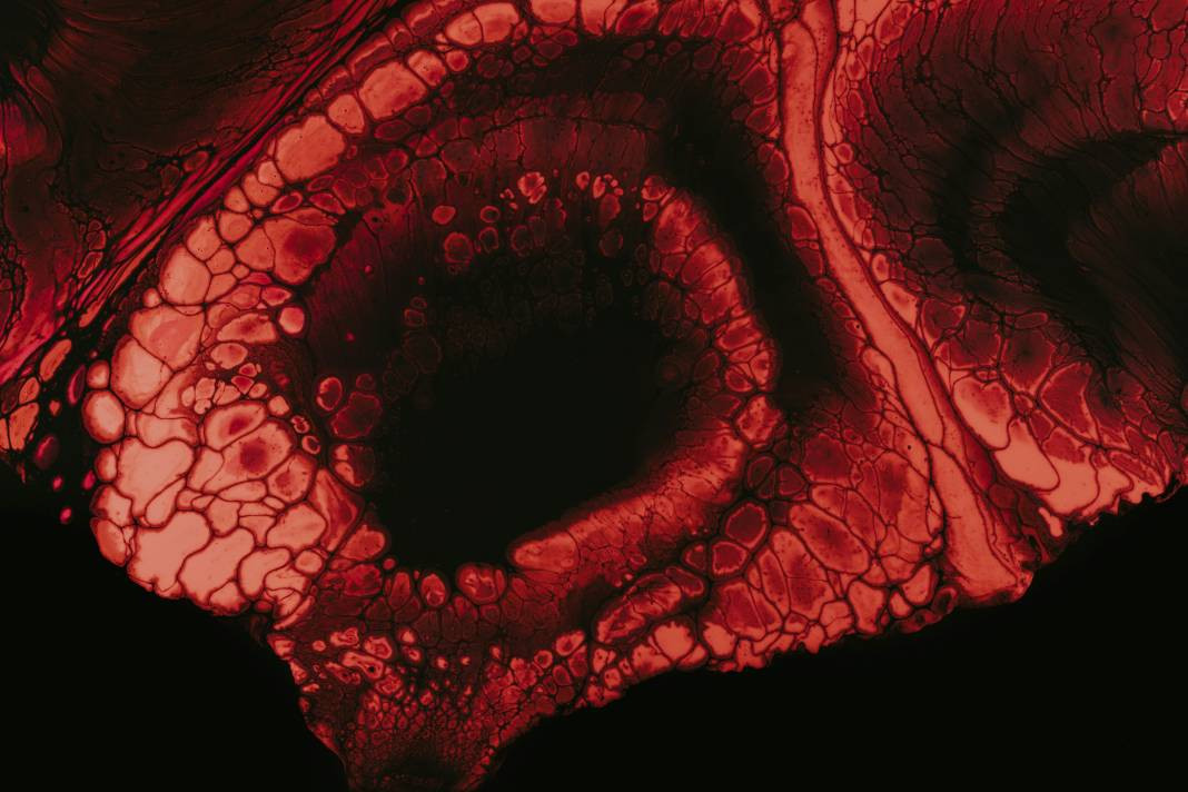 Lavlar hakkında bilmediğiniz gerçekler - Resim: 15