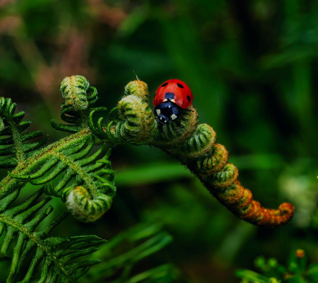 Uğurböcekleri hakkında 25 gerçek - Resim: 23