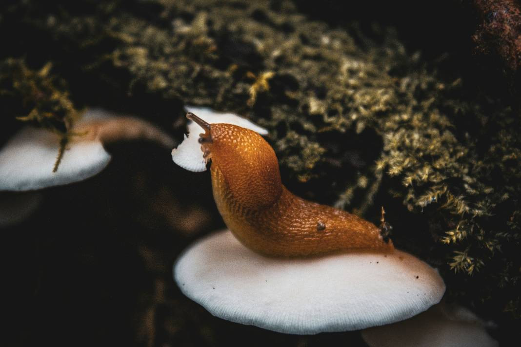 Sümüklü böcekler hakkında 20 ilginç bilgi - Resim: 9