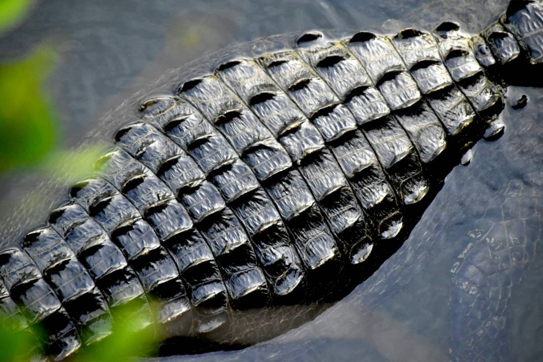 Timsahlar hakkında 25 gerçek - Resim: 13