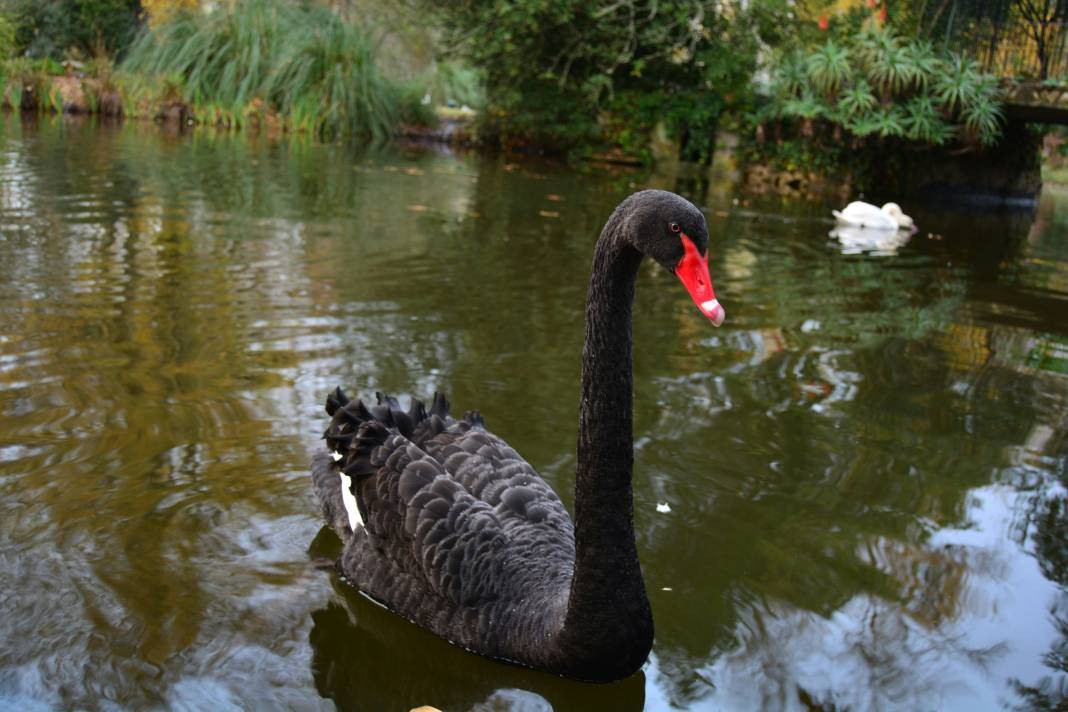 Kuğular hakkında bilmeniz gereken 25 gerçek - Resim: 2