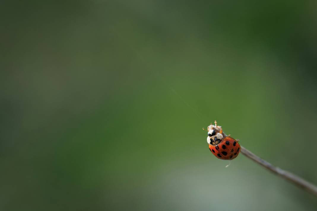 Uğurböcekleri hakkında 25 gerçek - Resim: 14