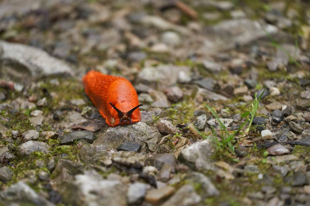 Sümüklü böcekler hakkında 20 ilginç bilgi - Resim: 3
