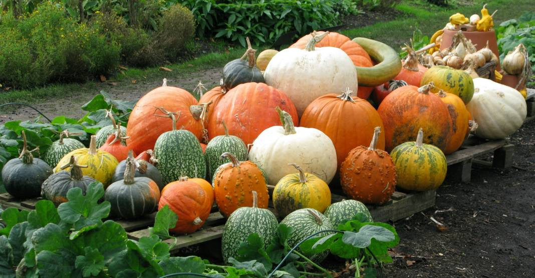 Kabak yemeden önce bilmeniz gereken 25 gerçek - Resim: 16