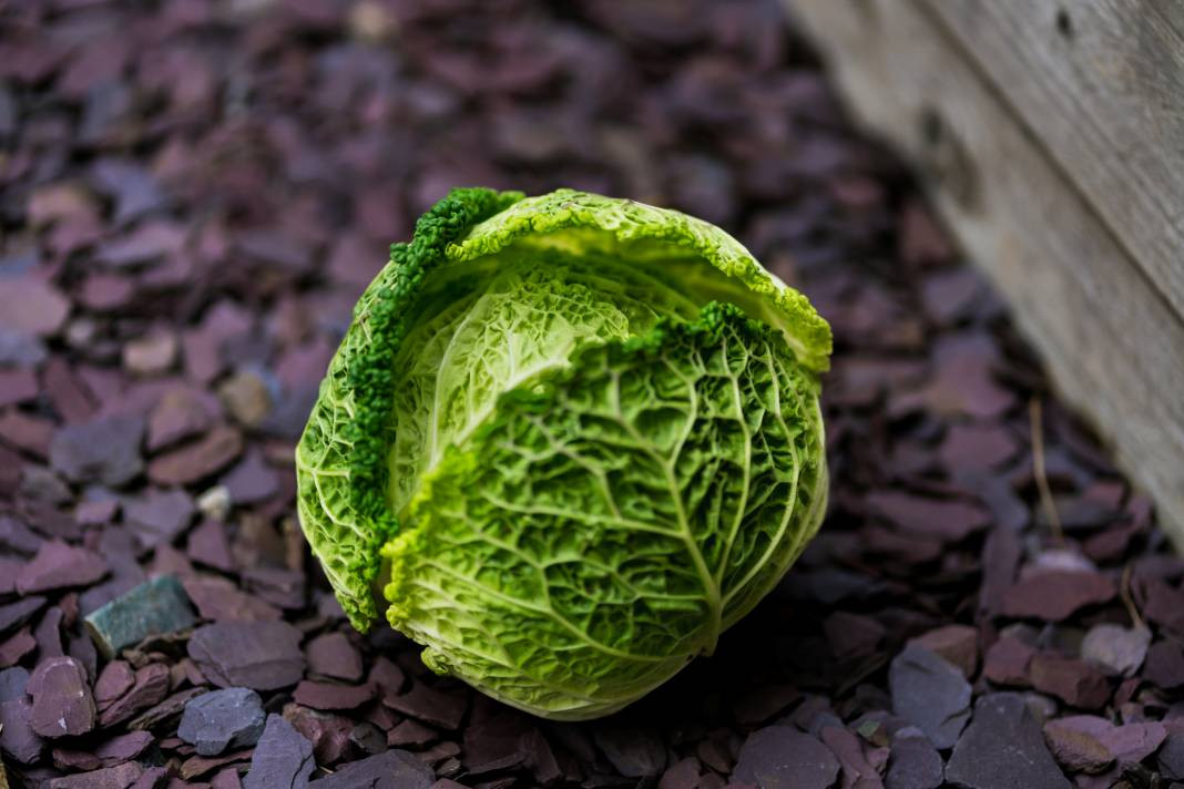 Lahana hakkında bilmediğiniz 25 gerçek - Resim: 21
