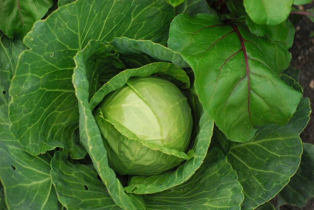 Lahana hakkında bilmediğiniz 25 gerçek - Resim: 11