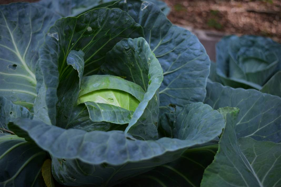 Lahana hakkında bilmediğiniz 25 gerçek - Resim: 10