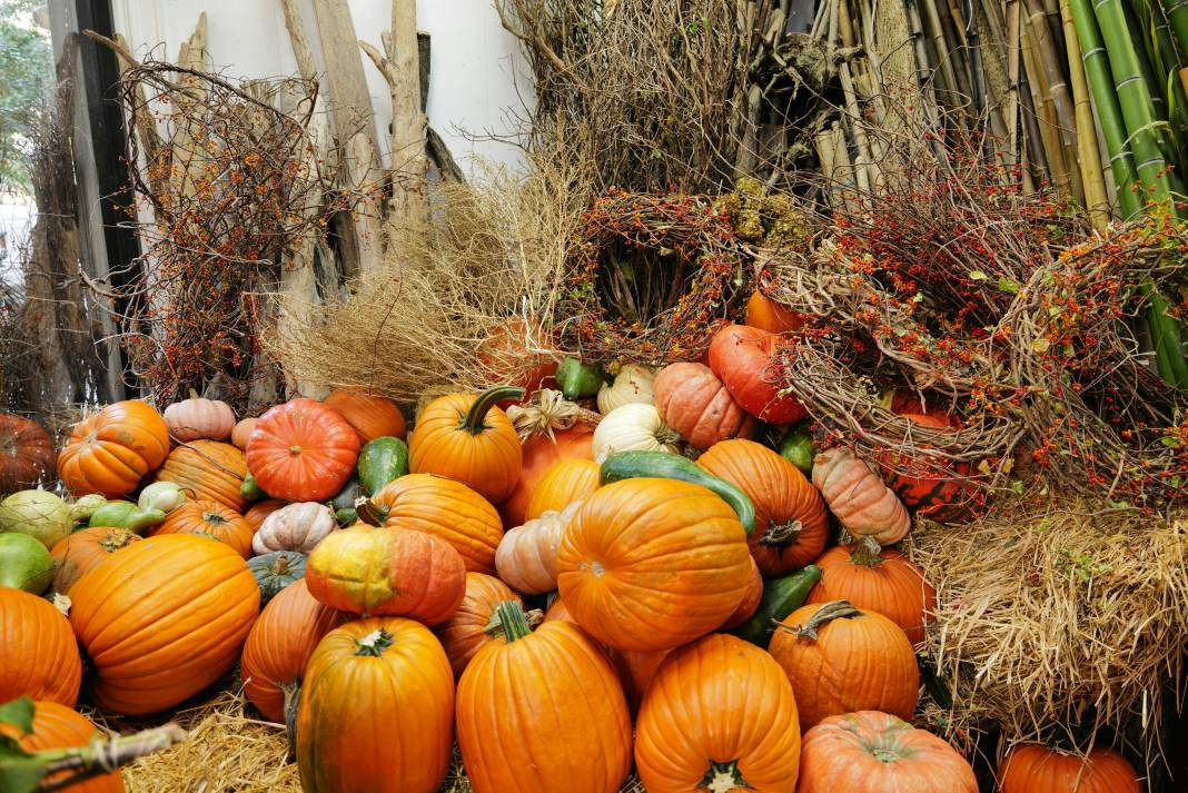 Kabak yemeden önce bilmeniz gereken 25 gerçek - Resim: 21