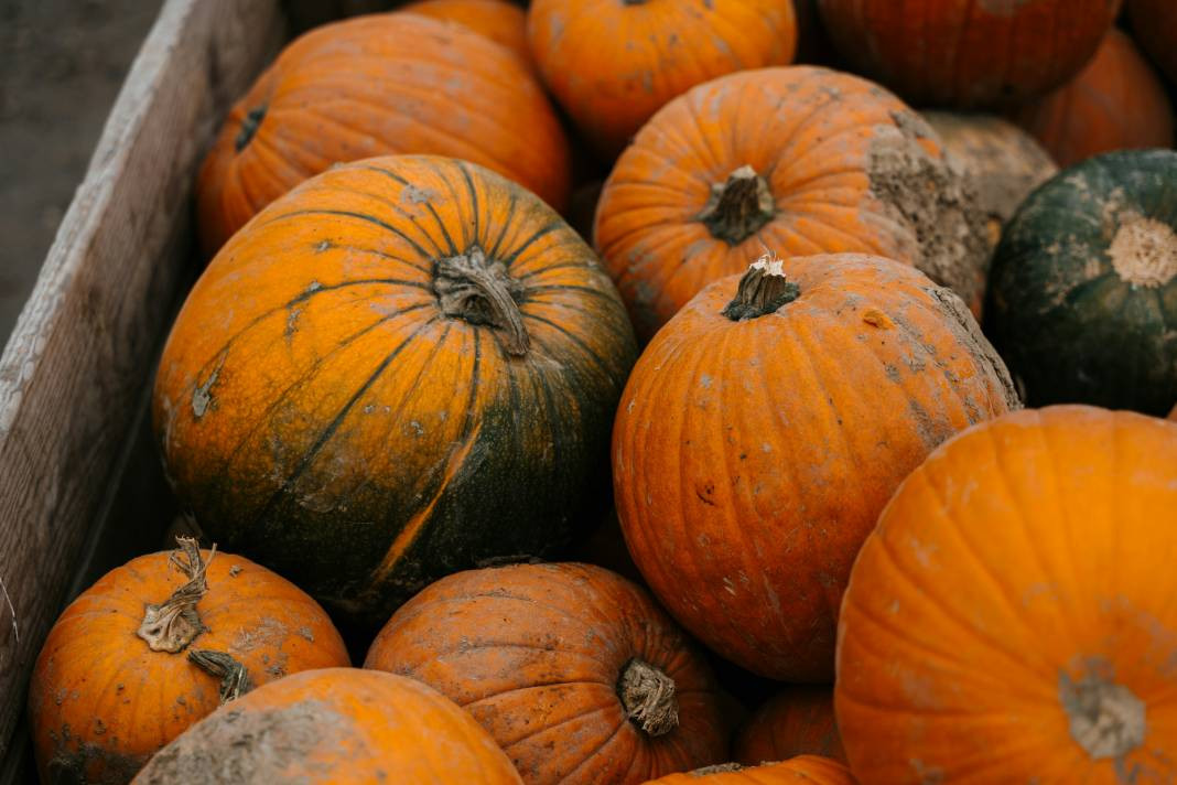 Kabak yemeden önce bilmeniz gereken 25 gerçek - Resim: 18