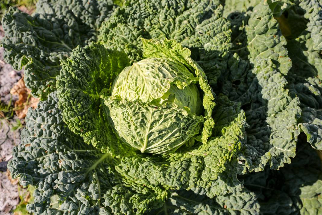 Lahana hakkında bilmediğiniz 25 gerçek - Resim: 8