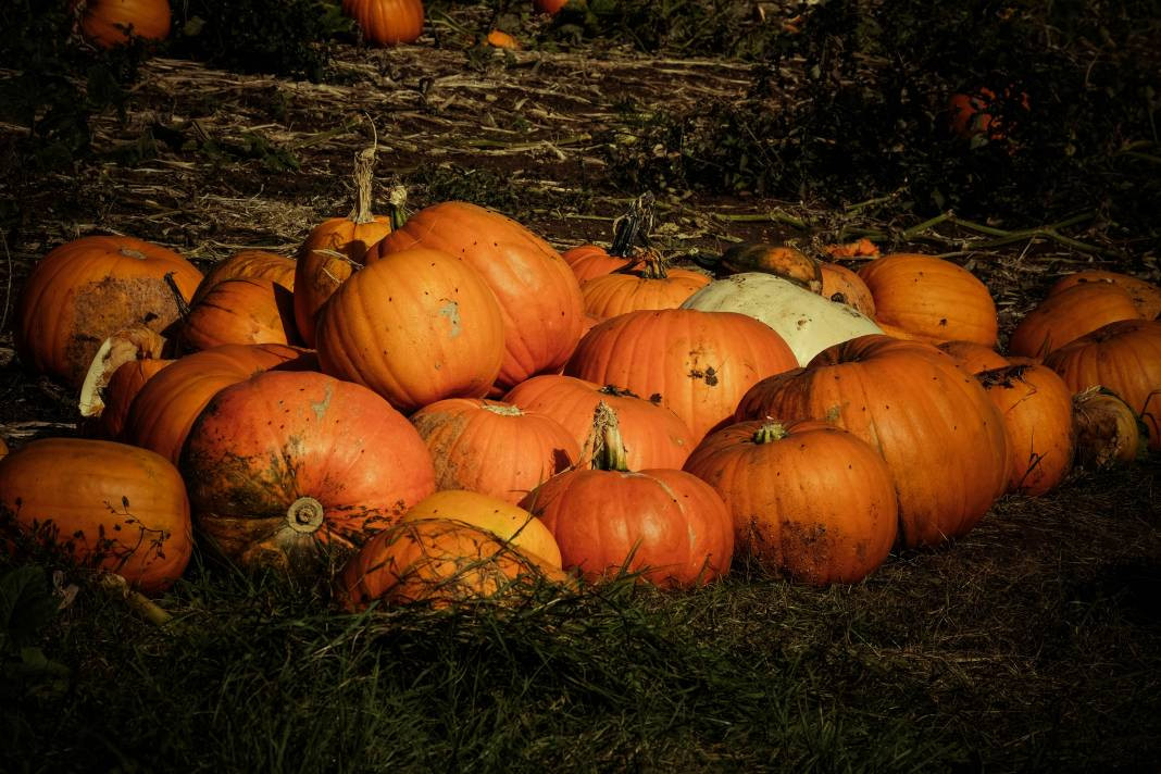 Kabak yemeden önce bilmeniz gereken 25 gerçek - Resim: 12