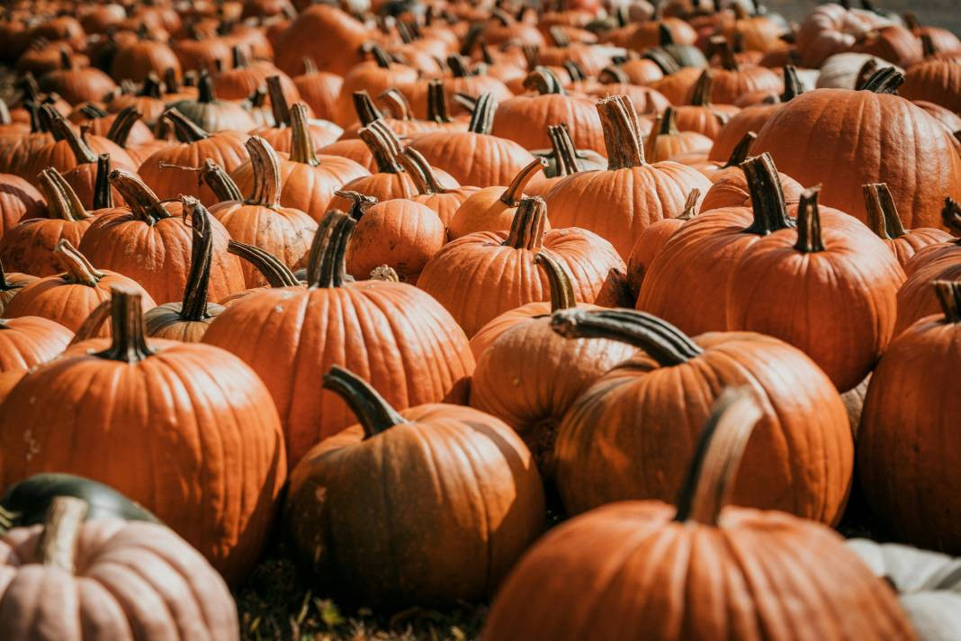Kabak yemeden önce bilmeniz gereken 25 gerçek - Resim: 9
