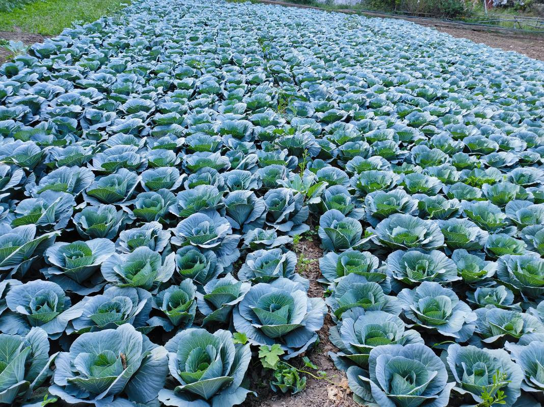 Lahana hakkında bilmediğiniz 25 gerçek - Resim: 5