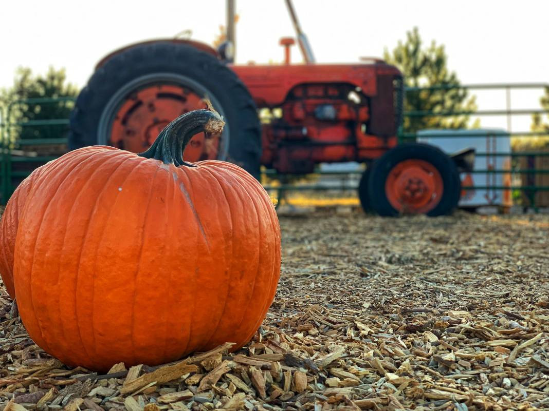 Kabak yemeden önce bilmeniz gereken 25 gerçek - Resim: 4