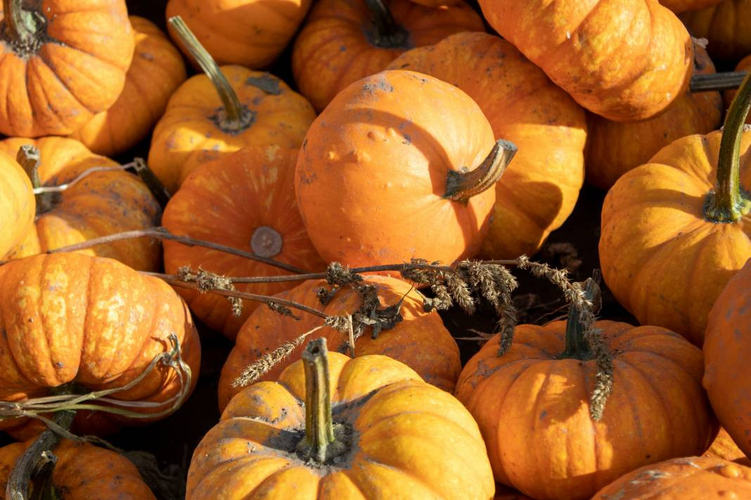 Kabak yemeden önce bilmeniz gereken 25 gerçek - Resim: 1