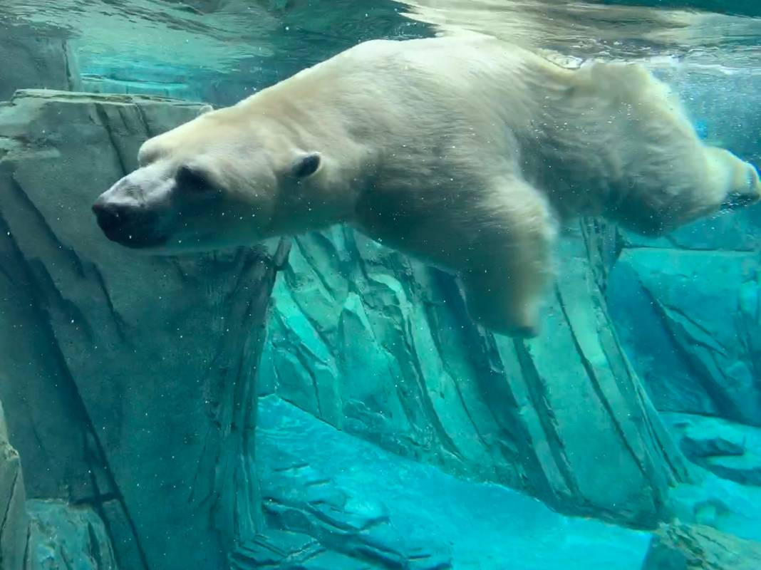Kutup ayıları hakkında 25 ilginç bilgi - Resim: 4