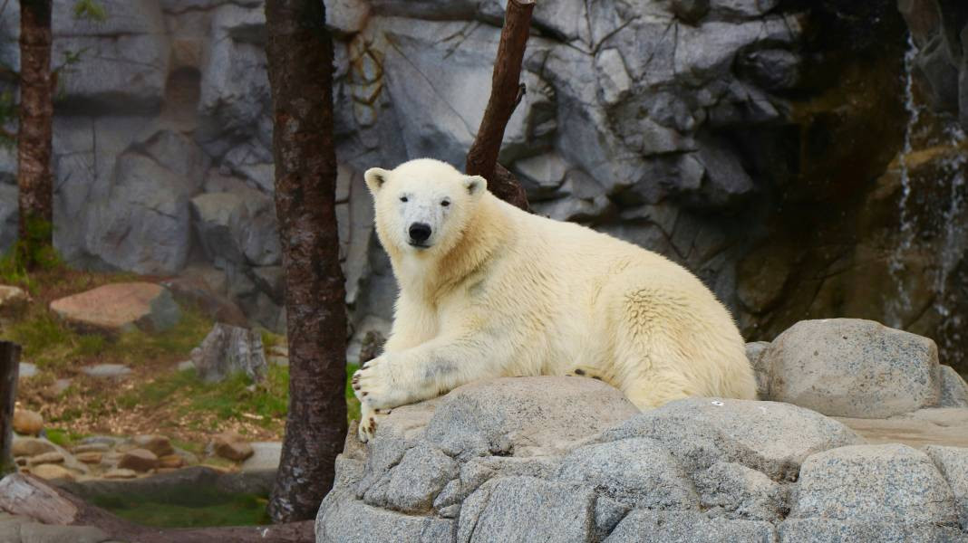 Kutup ayıları hakkında 25 ilginç bilgi - Resim: 6