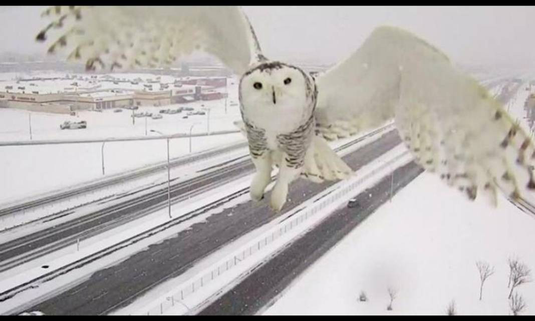 Kutbun gizemli misafiri! Soğukta sönen ışık: Kar baykuşu - Resim: 8