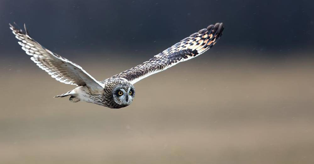 Kutbun gizemli misafiri! Soğukta sönen ışık: Kar baykuşu - Resim: 11