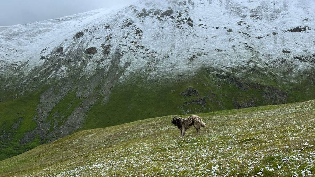 Trabzon, Rize, Erzurum... Yaz ortasında beyaza büründü - Resim: 1