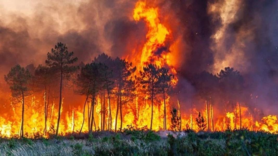 Türkiye'nin en büyük orman yangınları: Değişen tarihler, iktidarlar, cevapsız kalan sorular - Resim: 4