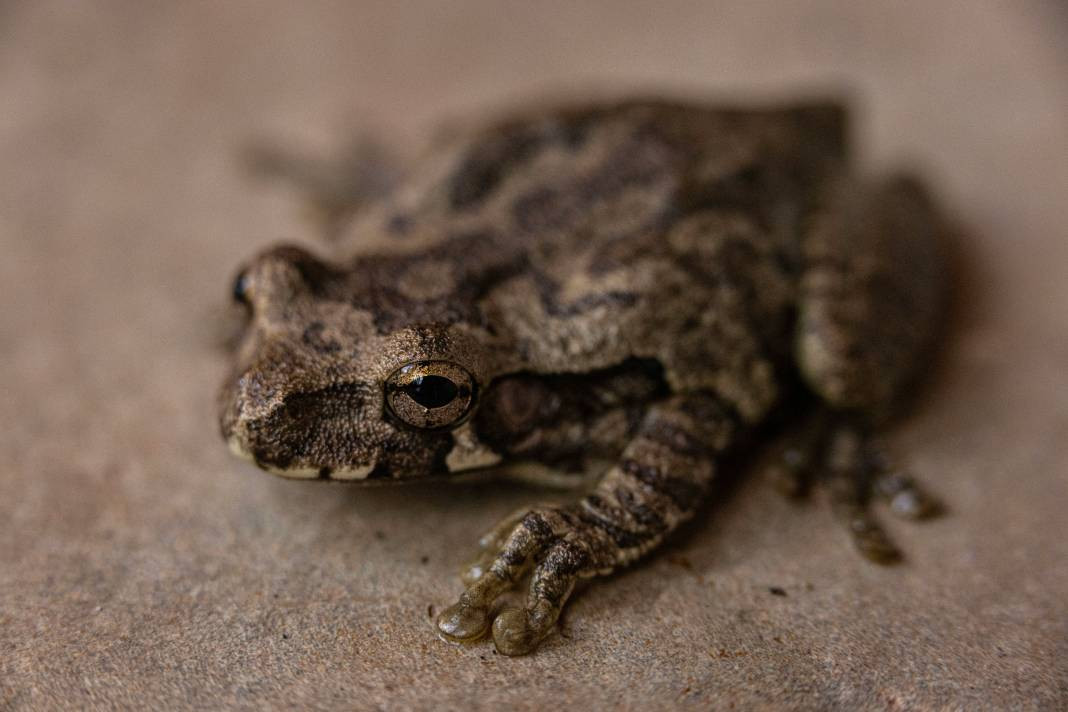 Kurbağalar hakkında 25 ilginç bilgi - Resim: 20