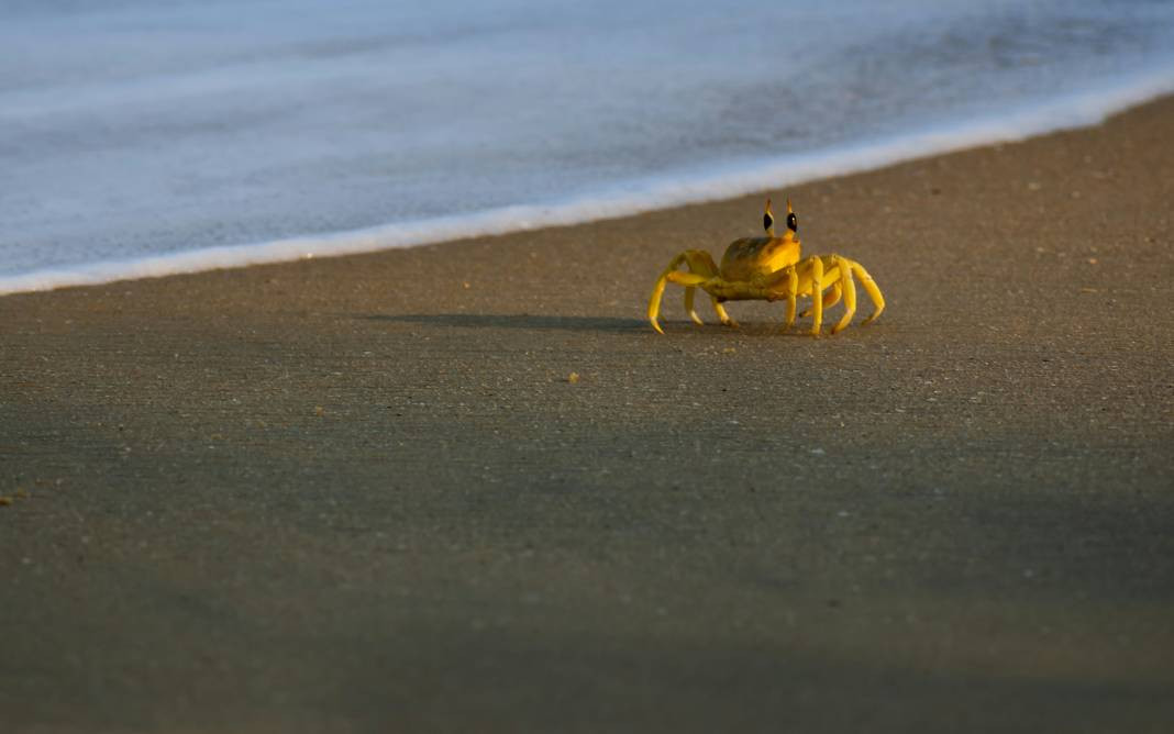 Yengeçler hakkında 25 ilginç bilgi - Resim: 25