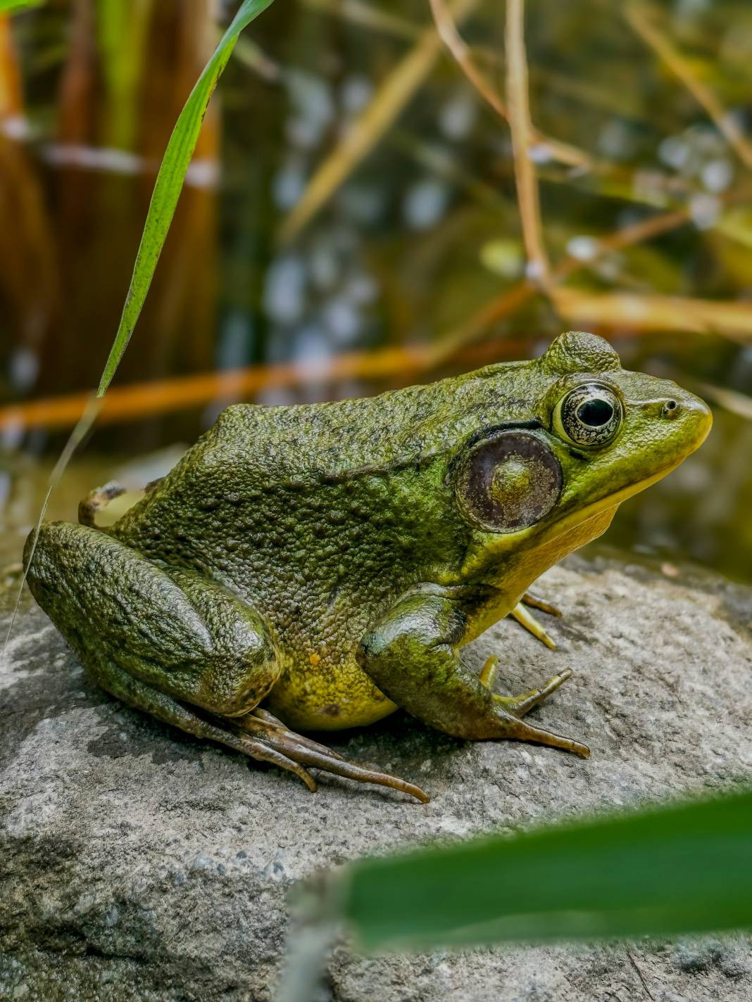 Kurbağalar hakkında 25 ilginç bilgi - Resim: 11