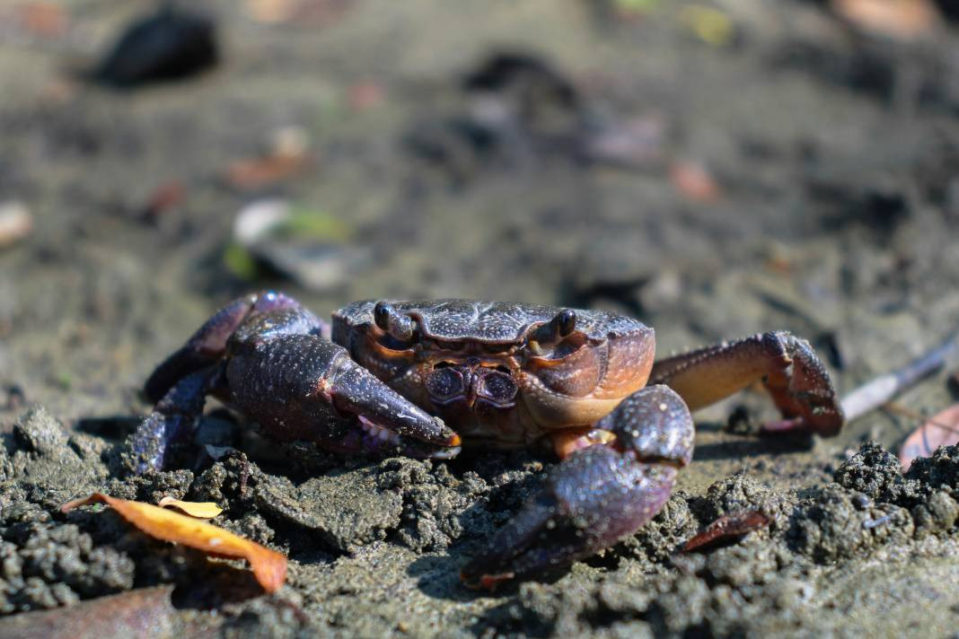 Yengeçler hakkında 25 ilginç bilgi - Resim: 11