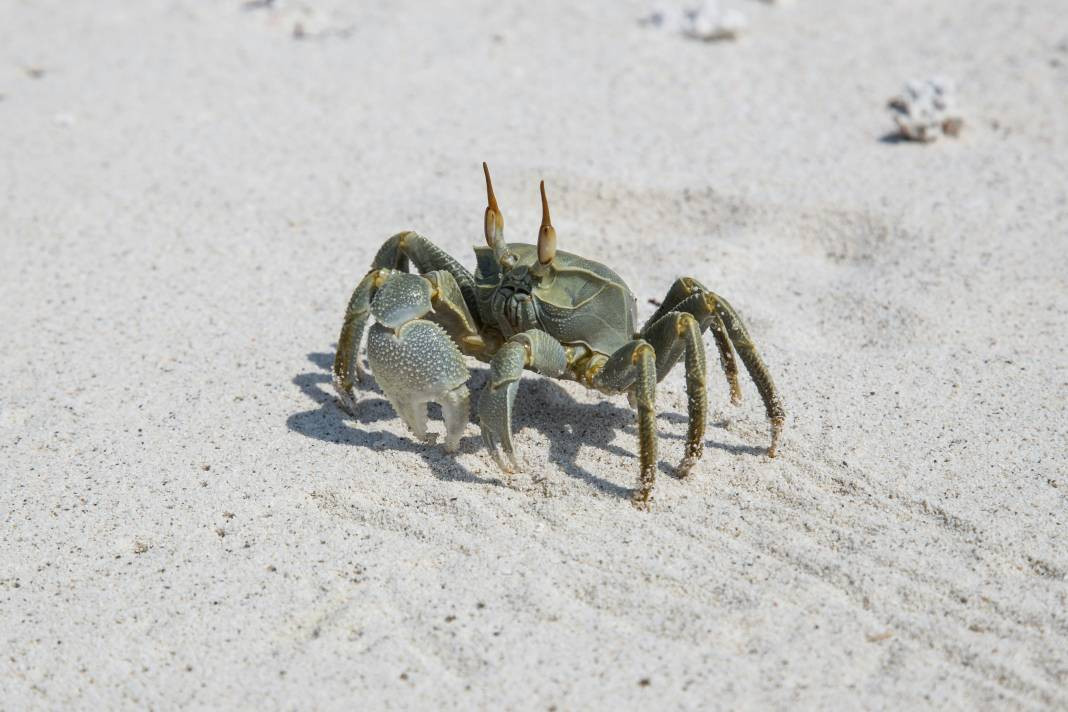 Yengeçler hakkında 25 ilginç bilgi - Resim: 8