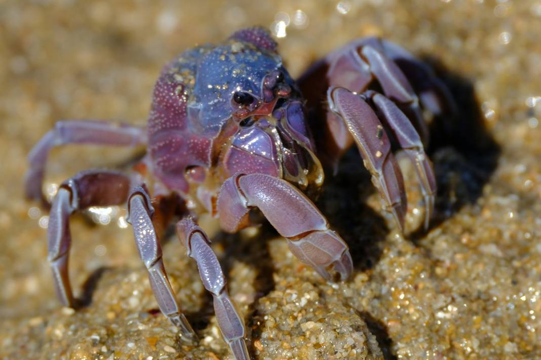 Yengeçler hakkında 25 ilginç bilgi - Resim: 3