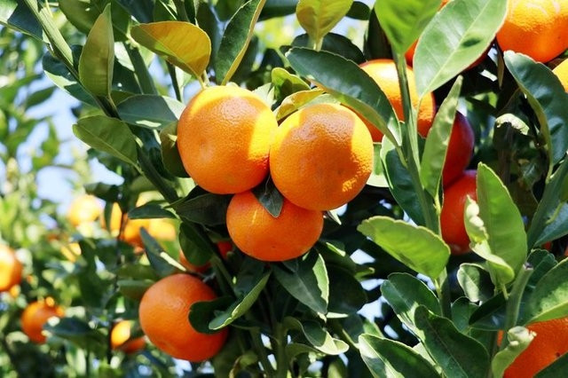 En besleyici 20 besin - Resim: 10