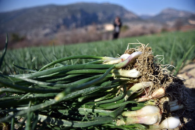 En besleyici 20 besin - Resim: 12