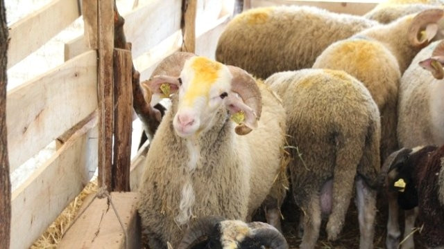 Kurban seçiminde nelere dikkat edilmeli? - Resim: 1